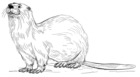 Realistic River Otter Coloring Page